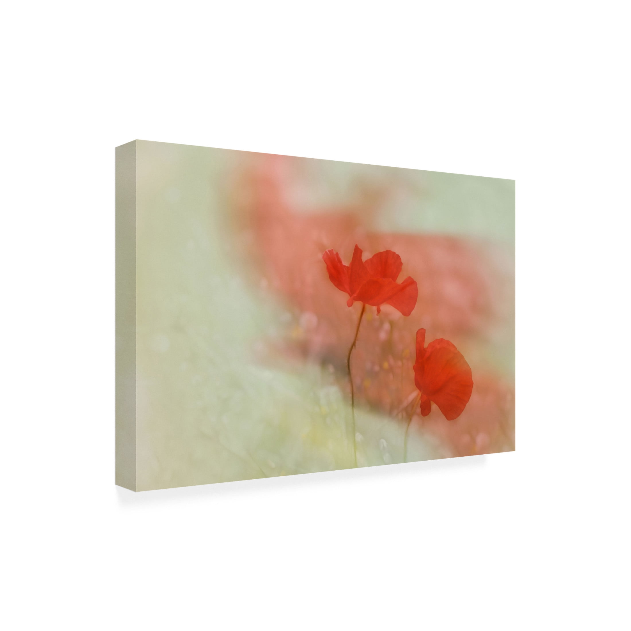 Trademark Fine Art Marie anne Stas Poppy 2 Canvas Wall Art