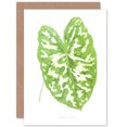 thumbnail image 1 of Leaf Caladium Pictum Greetings Card Plus Envelope Blank inside, 1 of 3