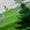 Green, variant on Feelyou Grey Blue Pine Tree Black Out Curtains, Jungle Plant Botanical Curtains Pack of 2 (42x63 Each), Nature Scenery Print Bedroom Curtains, Curtains and Drapes Room Decor