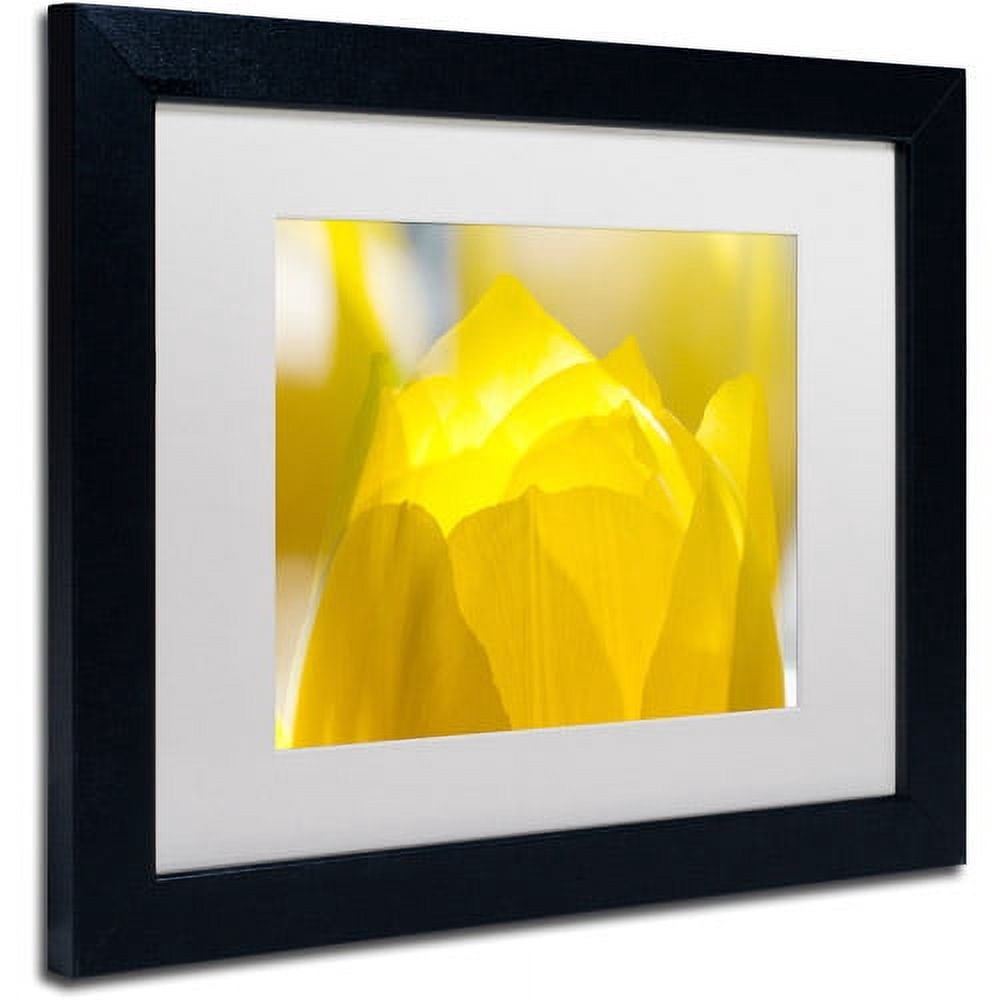 Trademark Fine Art "Yellow Tulip" Canvas Art by Kurt Shaffer White Matte, Black Frame