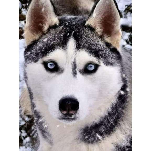 5D DIY Diamond Painting Set "Wolf, Animal Snow Scene" Round Diamond Art Crafts for Adults, Suitable for Wall Decoration, Bedroom and Home Decoration