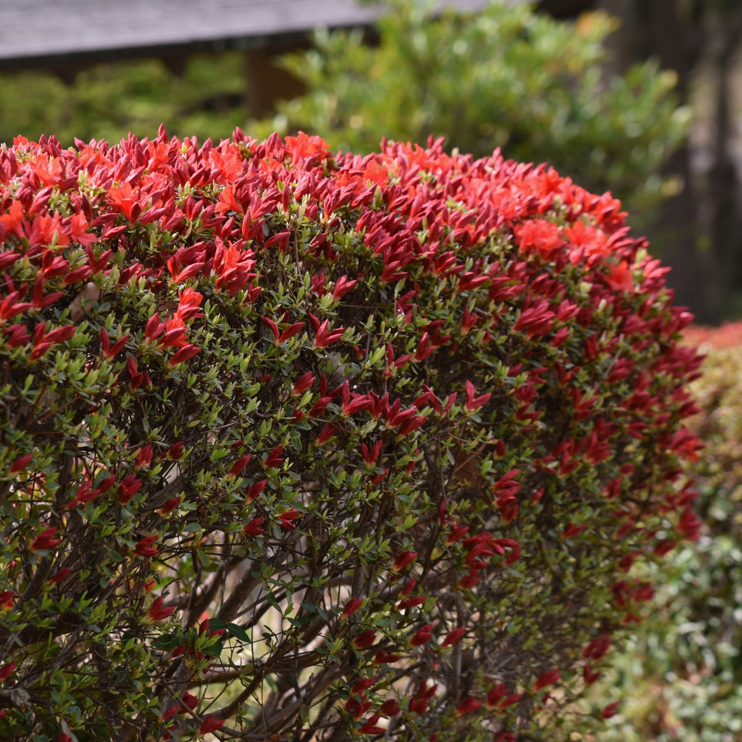 3 gal Azalea Massasoit Live Shrub Condition with Partial Sun Shade