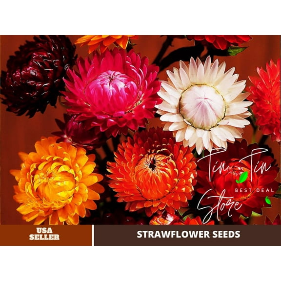 100 Seeds-Strawflower Tall Mix Seeds- #K013-Authentic Seeds-Rose seeds-Herb seeds-Vegetable Seeds-Mix Seeds for Plant- B3G1