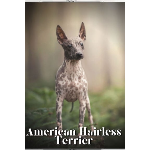 American Hairless Terrier: Dog breed overview and guide (Paperback)