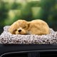 thumbnail image 1 of Adornos para coche, simulación de perro, decoraciones para coche, carbón activado, además de olor a formaldehído, joyas interiores lindas, 1 of 4