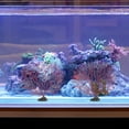 thumbnail image 3 of Minkissy 2Pcs Artificial Ocean Plants Red Fan Shaped Decoration for Pet Lovers, 3 of 4