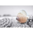 thumbnail image 3 of Blaustein, Alan 14x11 Black Modern Framed Museum Art Print Titled - Crescent Beach Shells 15, 3 of 5