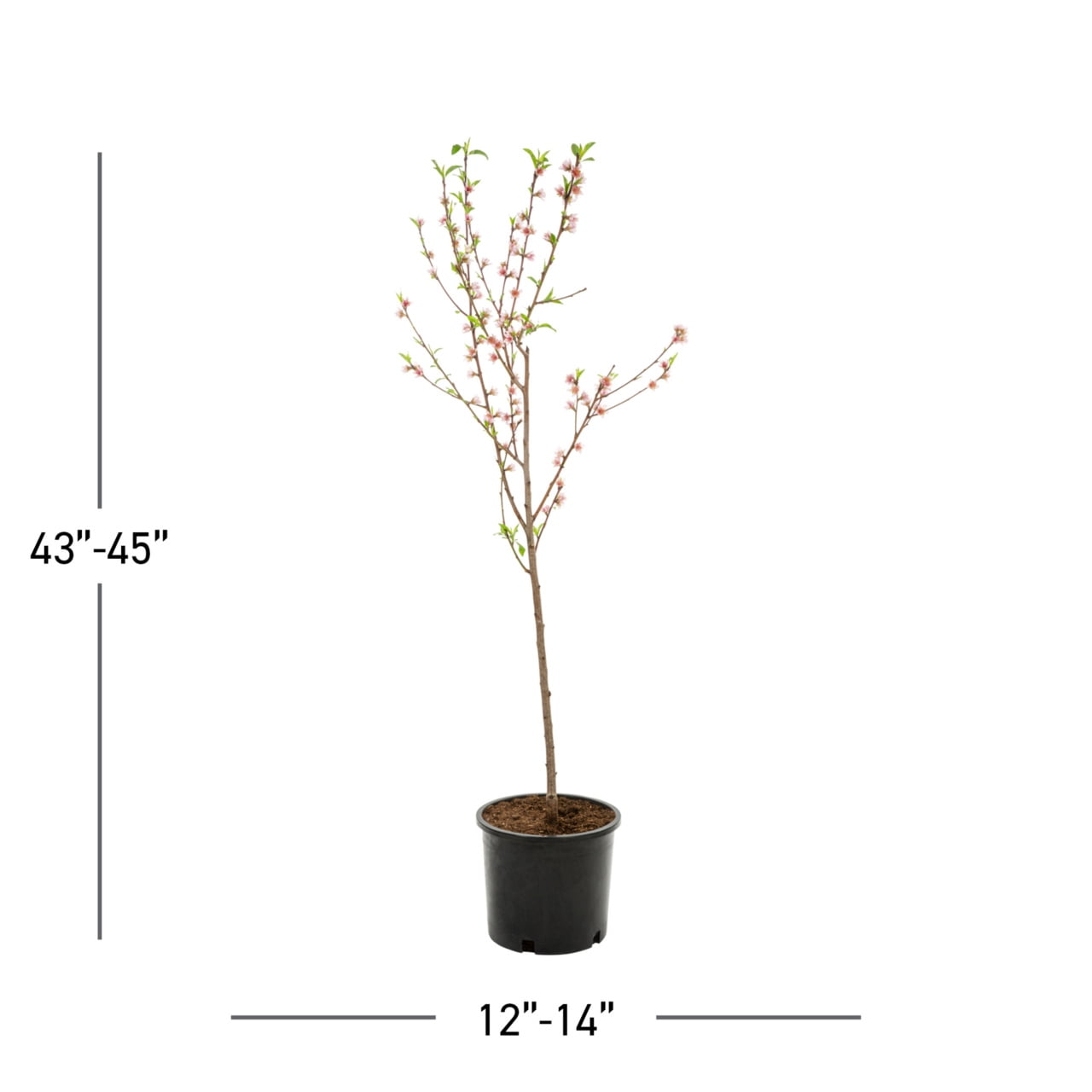 Expert Gardener 3.75gal Peach Belle of Georgia Live Tree Plant Sun
