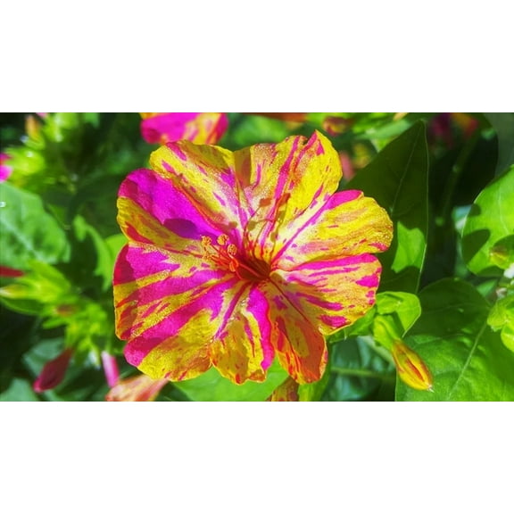 25 Magenta Yellow Four O'clock Flowers Seeds