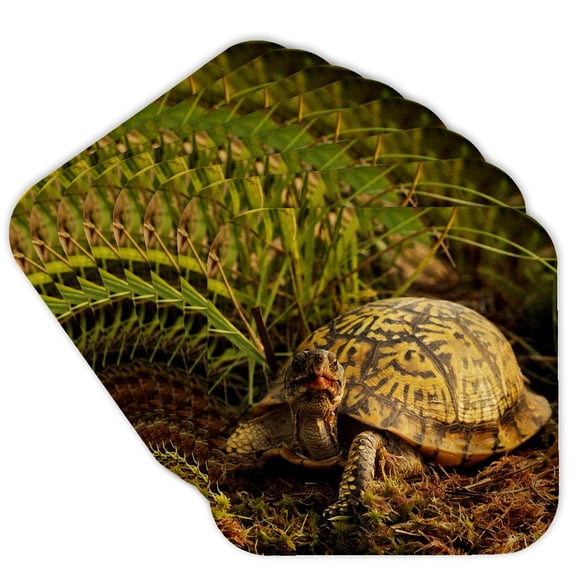 3drose, Eastern Box Turtle, Michigan - Us23 Aje0005 - Adam Jones, Set of 8 Coasters - Soft