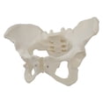 thumbnail image 1 of Modelos s modelo pélvico femenino de tamaño para de Zulema modelos de pelvis femenina, 1 of 4