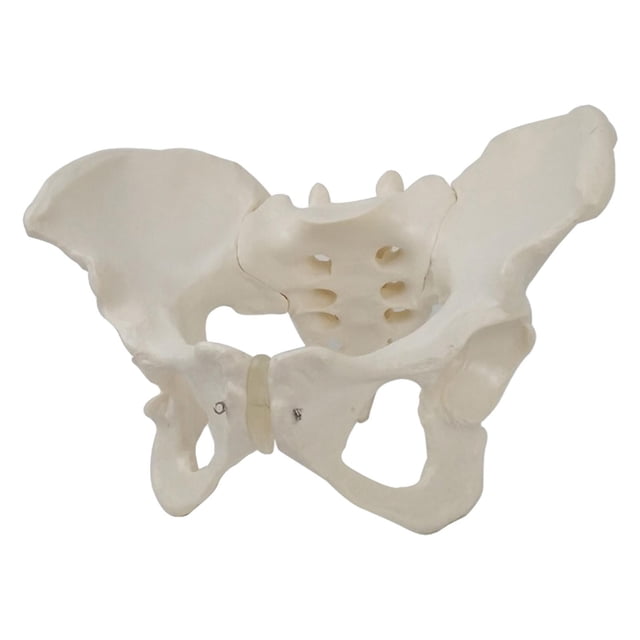 Modelos s modelo pélvico femenino de tamaño para de Zulema modelos de pelvis femenina