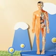 thumbnail image 4 of 1 Set Of Realistic Body Model For Kids STEAM Diy Anatomy Kit For Science Experiments Self-Assembly Human Body Model For Learning Funny Human Body Puzzle, 4 of 6