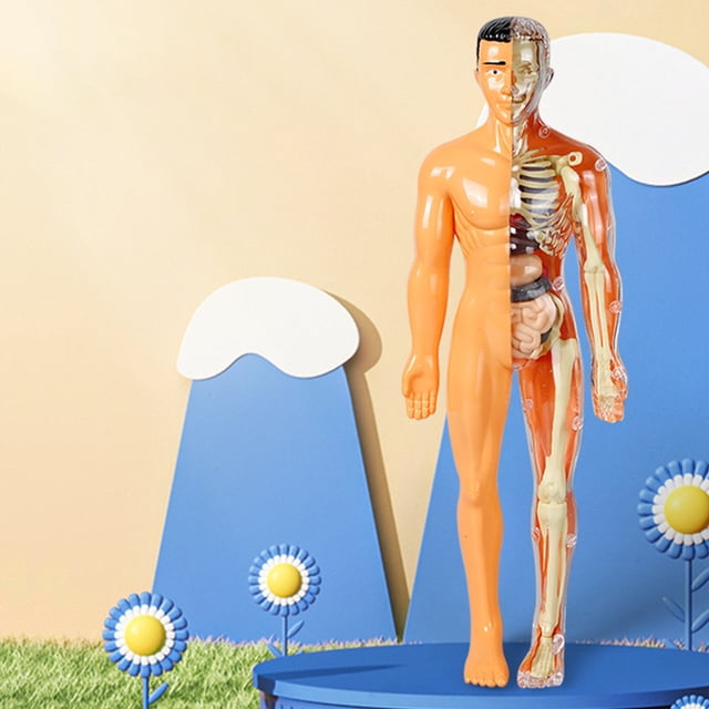 Minkissy Human Body Model Kids For Family Bonding Realistic Design Plastic 1 Set