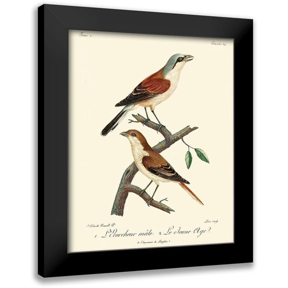 de Langlois 12x14 Black Modern Framed Museum Art Print Titled - Vintage French Birds I