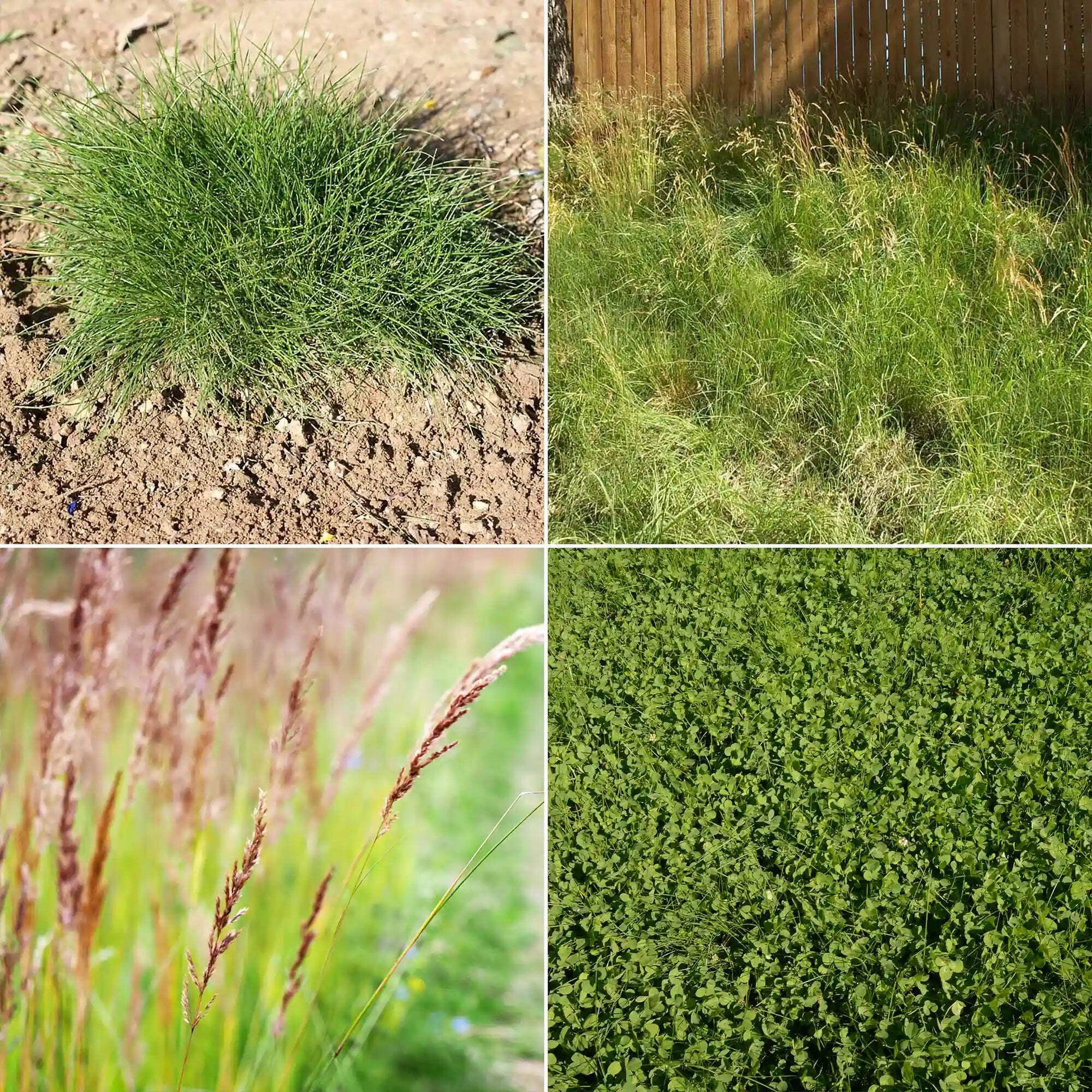 Ferry-Morse EcoEase Microclover and Fescue Low Maintenance Ground Cover Grass Seed Mix, 2 lb.