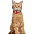 thumbnail image 6 of OOPSDOGGY Leather AirTag Cat Collar – Non-Breakaway Kitten Collar for Cats & Small Dogs with AirTag Holder, Safety Bell - Lightweight GPS Pet Collars, Red, 6 of 6