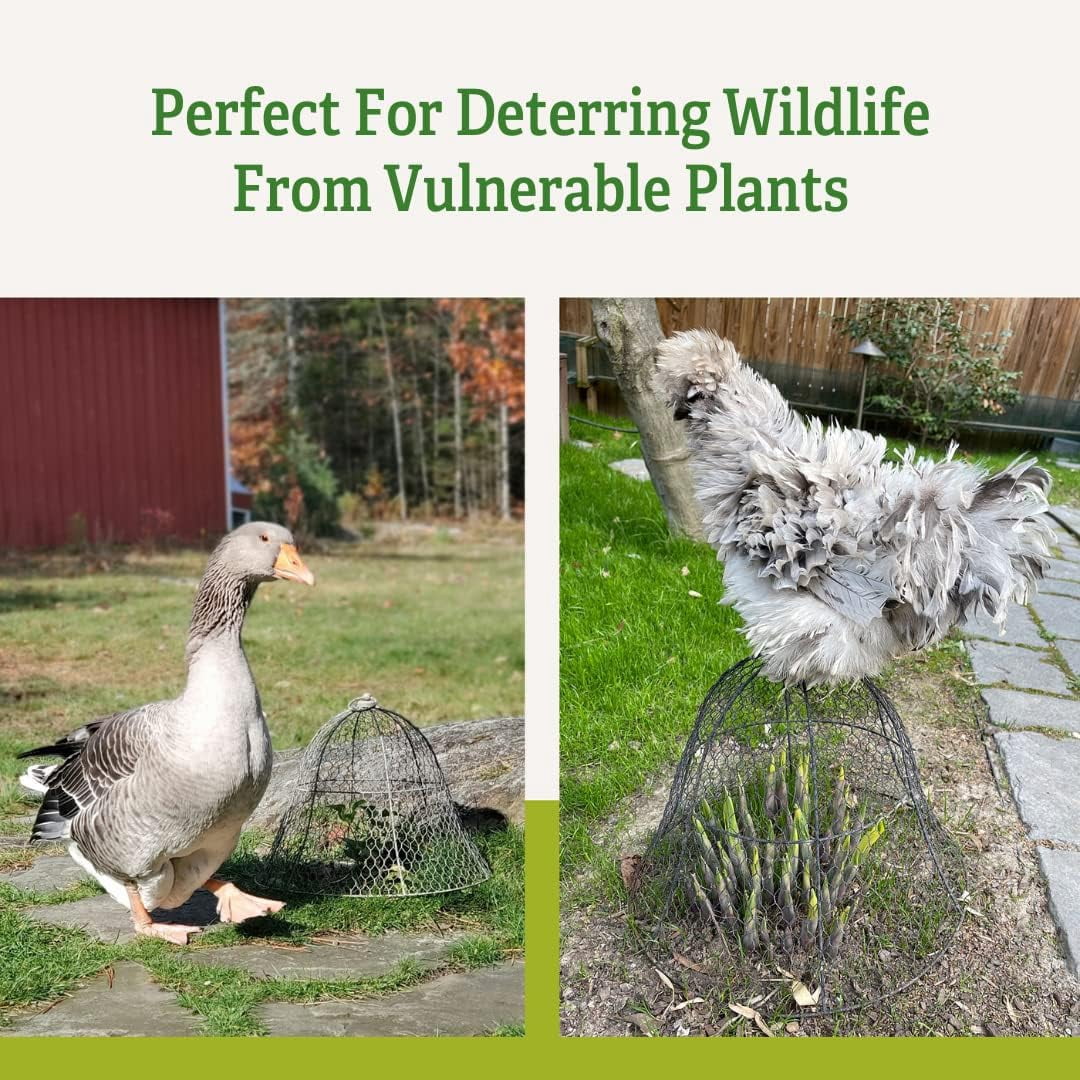 Sturdy Chicken Wire Cloche Plant Protector & Cover | Sturdy Metal Cage Garden Protection for Your Plants and Seedlings | No Assembly Required - 16" in Diameter x 12-1/2" H