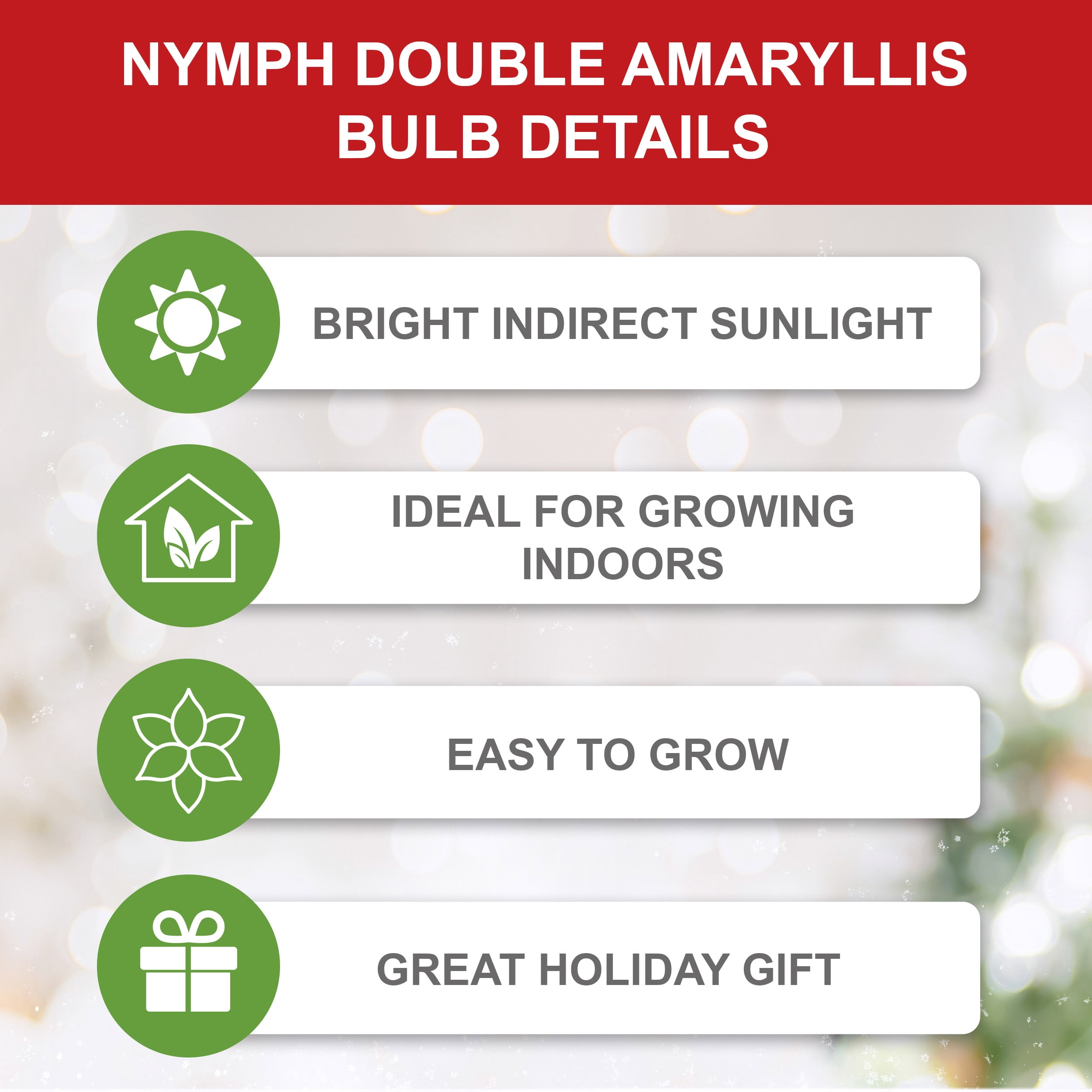 Garden State Bulb Galaxy Nymph Double Amaryllis Flower Bulb, 26/28cm (Bag of 2)