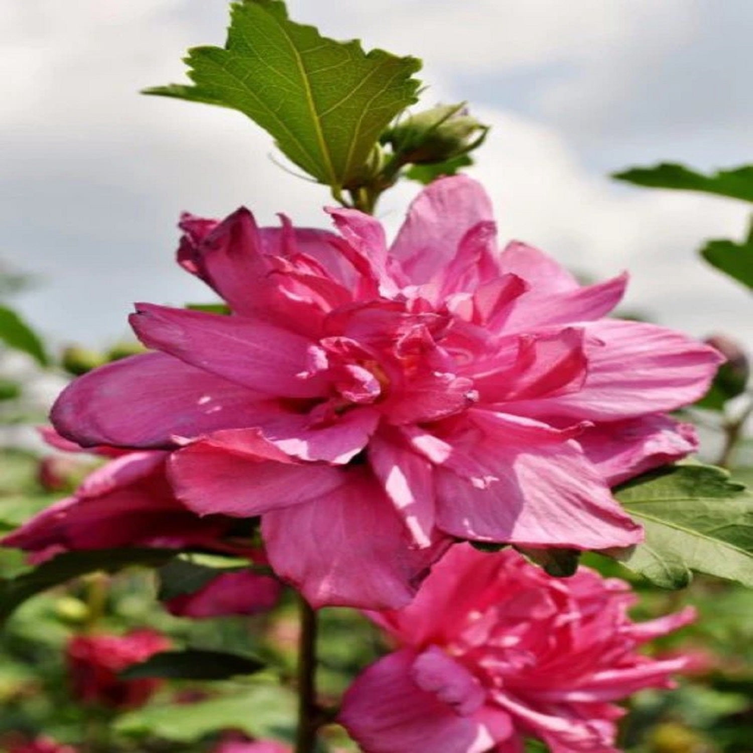 Expert Gardener 3-4 ft tall Red Althea Live Shrub in 7-Gallon Grower Pot