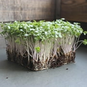 Organic Broccoli Sprouting Seeds -5 Lbs- Organic- Edible Seed, Gardening, Hydroponics, Growing Salad Sprout & Food Storage- Brocolli Sprouts Contain Sulforaphane