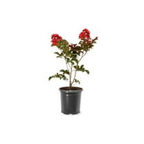 Garden Debut 2-3 ft. Tall Scarlet Beauty Crape Myrtle Live Tree in 3- Gallon Grower Pot