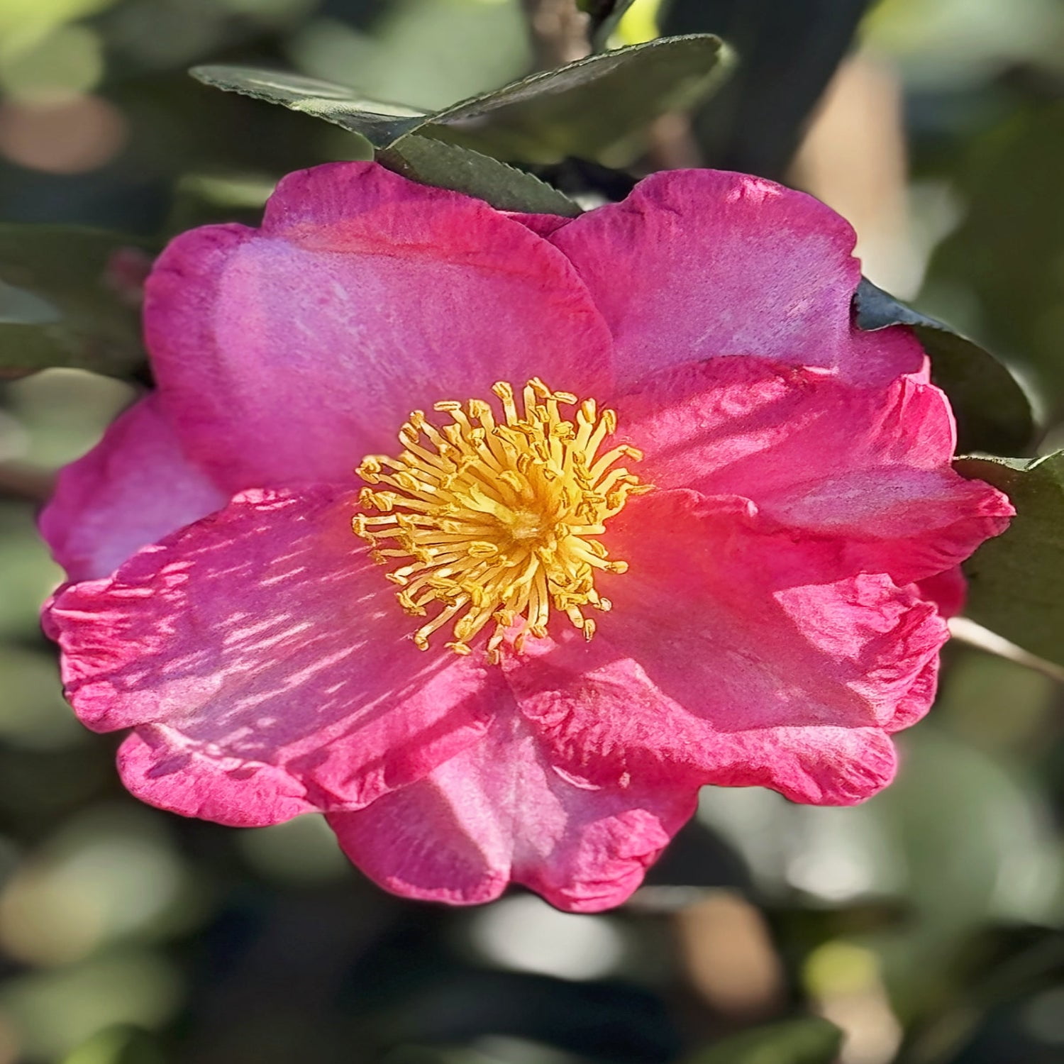 Expert Gardener 1-2 ft. tall Sasanqua'Kanjiro' Camellia Tree in 3- Gallon Grower Pot