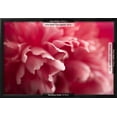 thumbnail image 3 of Pink Flower, Botanical Framed Art Print Wall Art by PhotoINC Sold by Art.Com, 3 of 6