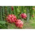 thumbnail image 3 of Organic  Freeze-Dried Red Dragon  Fruit Powder, 20 Pounds — Non-GMO, Vegan,Raw — by Food to Live, 3 of 7