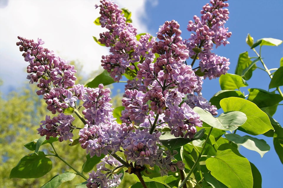 bright purple tree bright purple tree