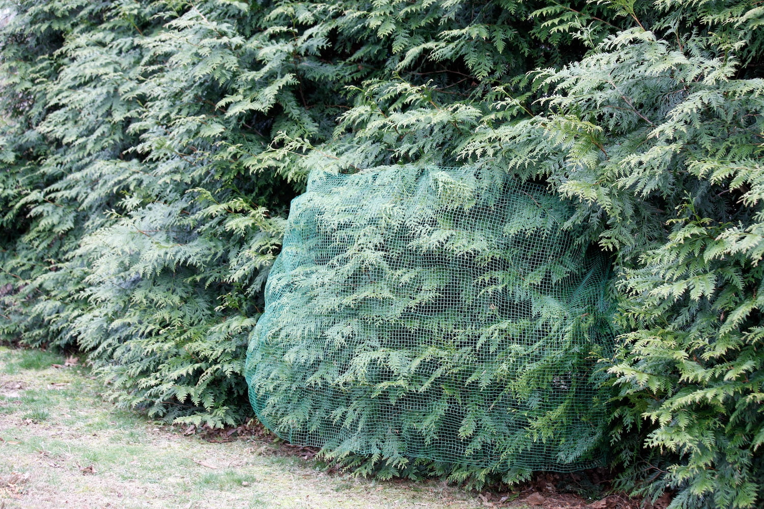 Deer Terrent Landscape Netting, Bulk Rolls, Deer Net, Garden Net, Plant Covers, Protects from Snow Damage, 330 feet Length x 60 inch Height
