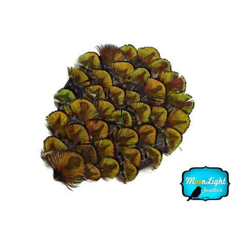 - 1 Piece - Green Gold Peacock Plumage Feather Pad