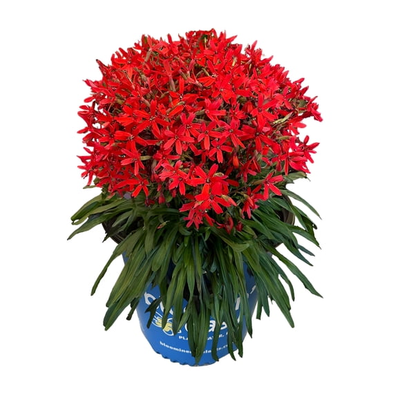 1 Gallon Forged By Fire™ Catchfly