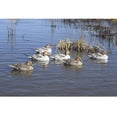 thumbnail image 3 of Avery/GHG GHG Pro-Grade XD Series Pintail Harvester Duck Decoys, 6 Pack, 3 of 5
