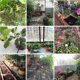 thumbnail image 4 of Sistema De Riego Por Microgoteo Para Jardín, Planta De Patio Automática, Sistema De Riego Automático Para Jardín, Cama De Flores, Plantas De Patio Minnieouse HA015876-00, 4 of 7