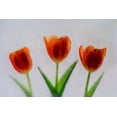 thumbnail image 2 of Jaynes Gallery 18x13 White Modern Wood Framed Museum Art Print Titled - Tulip in ice, 2 of 4