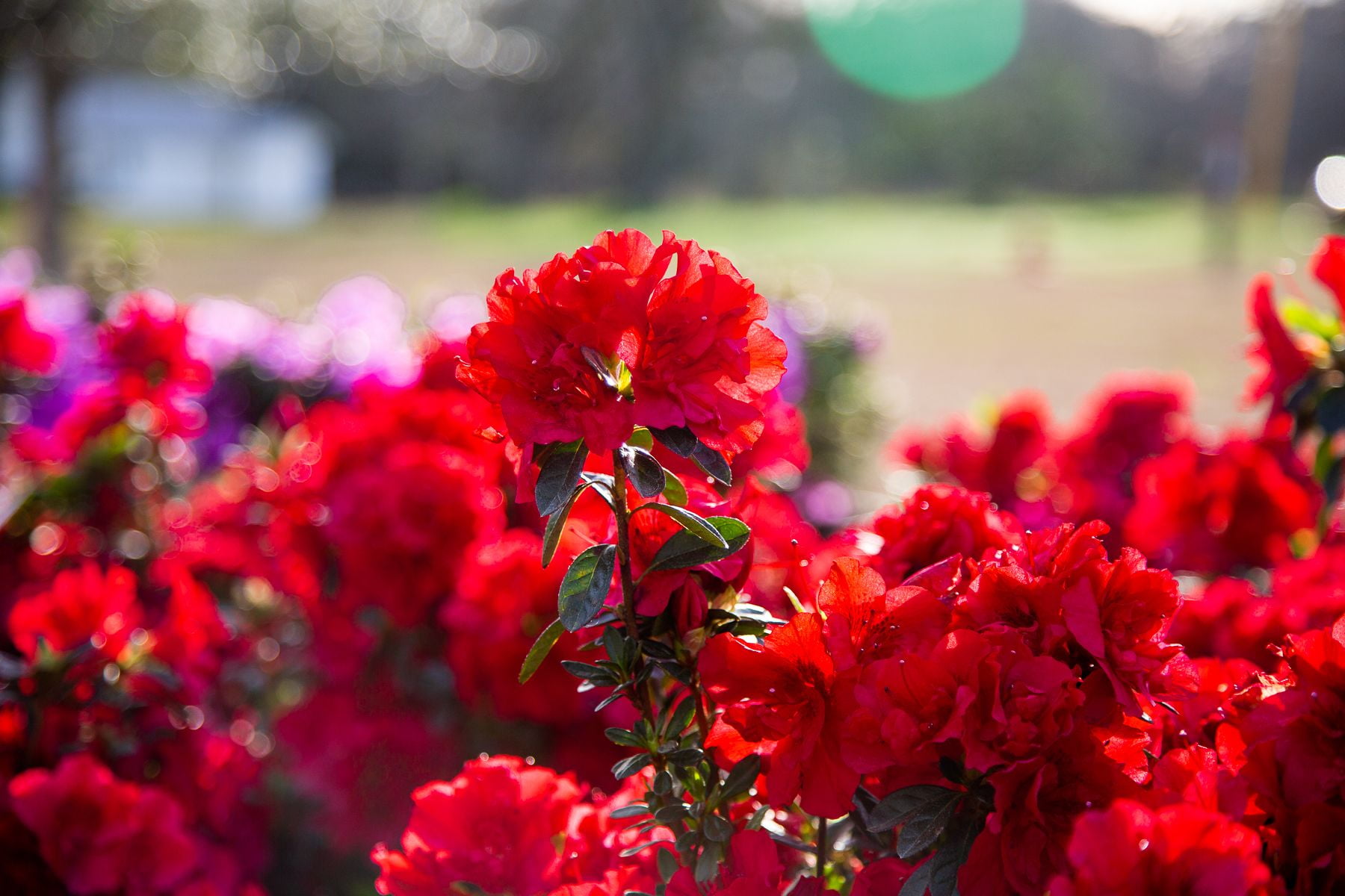 Encore Azalea Autumn Fire (1 Gallon) Red Flowering Shrub - Full Sun Live Outdoor Plant