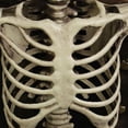 thumbnail image 3 of Modelo de anatomía corporal de Halloween, esqueleto de tamaño completo, hueso de mano, decoraciones para fiesta en casa, 3 of 6