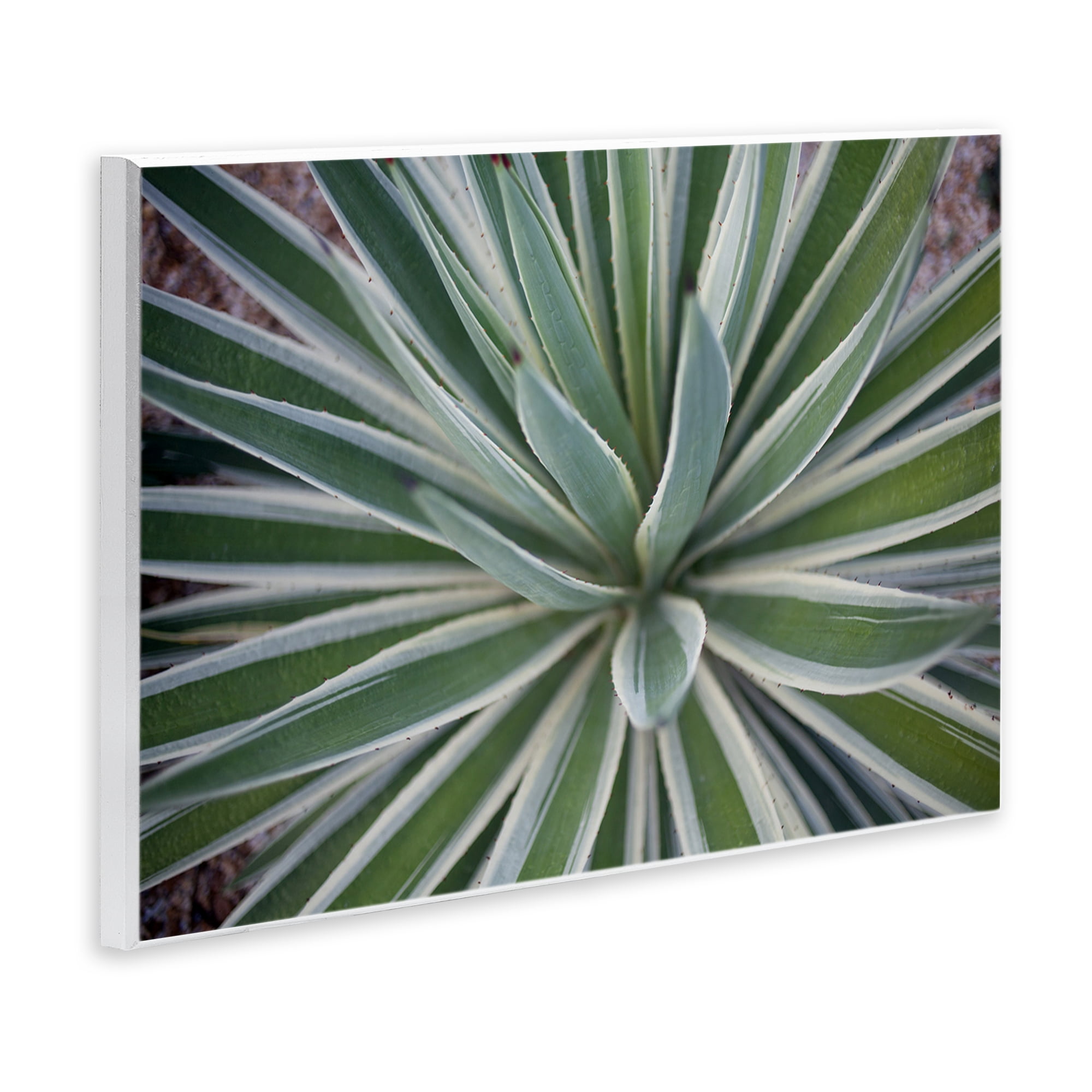 Stupell Industries Centric Succulent Leaves Botanical & Floral Photography Unframed Art Print Wall Art, 15 x 10