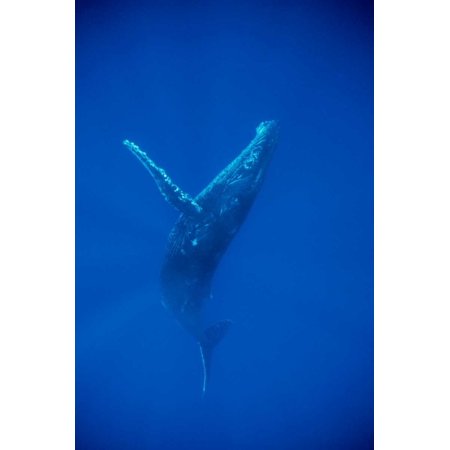 Humpback Whale Swimming Underwater Hawaii Poster Print By Flip