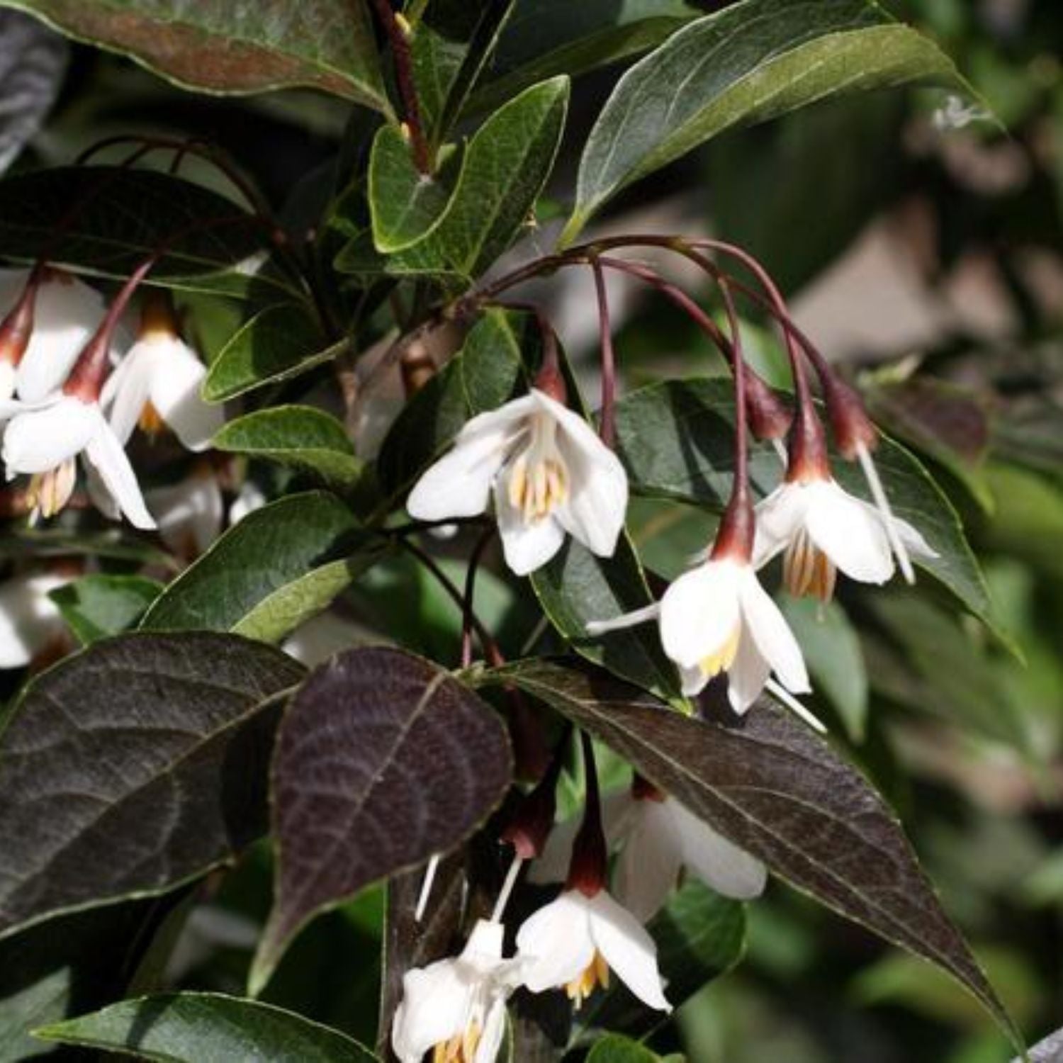 Expert Gardener 3-4' Snowbell Evening Light Live Tree in 1 gal. Grower Pot