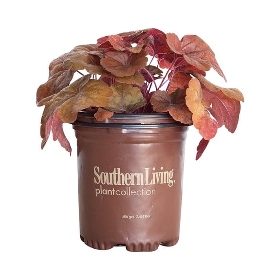 Southern Living Buttered Rum Heucherella Live Shrub in 2.5-Quart Grower Pot