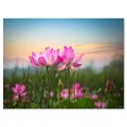 thumbnail image 2 of Design Art - Blooming Lotus Flowers at Sunset, 2 of 4