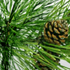 Pine Neddles