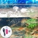 thumbnail image 5 of de oxígeno de acuario USB, bomba de aire para de , Negro Zulema Bomba de aire de acuario, 5 of 5