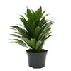 Costa Farms Live Indoor 14in. Tall Green Janet Craig; Bright, Indirect Sunlight Plant in 6in. Grower Pot