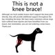 thumbnail image 5 of Dog Knee Brace For Torn Acl Hind Leg Large Small Back Legs Arthritis Pet Injury L, 5 of 5