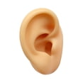 thumbnail image 4 of Modelo de oreja de silicona Artificial falso flexible para pendientes Simulación de exhibición para exhibición de fotografía Show Tool de enseñanza Oreja izquierda, 4 of 8