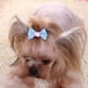 thumbnail image 4 of Paquete de 30 Lazos de Cinta de Grosgrain con Elásticos de Goma Accesorios de Aseo para Perros y Gatos de Pelo Largo, 4 of 5