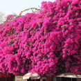 thumbnail image 5 of Pink Bougainvillea Plant Live in 4'' Pot,  Hardy Bougainvillea Tree, 5-7'' Tall, Climbing Bougainvillea Vine for Outdoor Planting, Well Rooted, 5 of 7